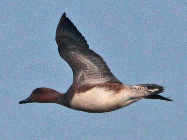 Eurasian Wigeon